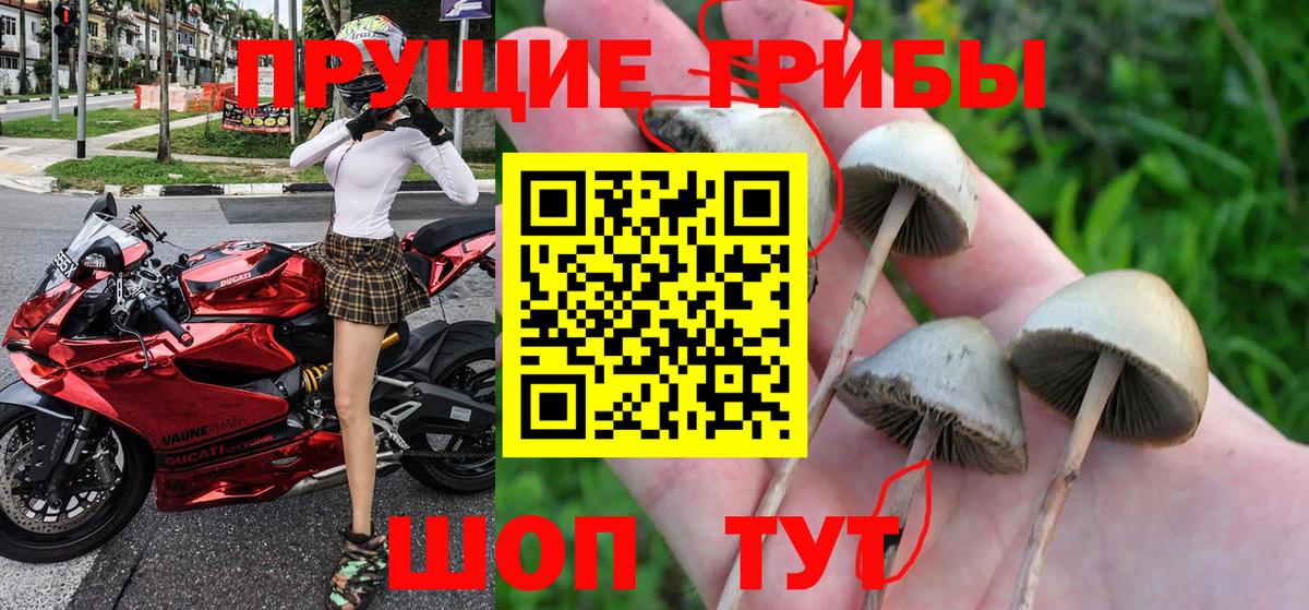 Псилоцибиновые грибы Psilocybe Дербент